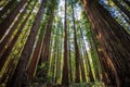 Looking up in the Redwood Forest, Humboldt Redwoods State Park, California Royalty Free Stock Photo