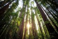 Looking up in the Redwood Forest, Humboldt Redwoods State Park, California Royalty Free Stock Photo