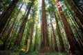 Looking up in the Redwood Forest, Humboldt Redwoods State Park, California Royalty Free Stock Photo