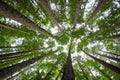 Tree Canopy