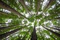 Tree Canopy