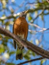 looking up at a Robin bird perched in a tree