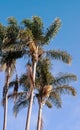 Several palm trees with a blue sky Royalty Free Stock Photo