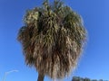 looking up at a shaggy palm tree and clear blue sky Royalty Free Stock Photo