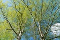 Looking up through silver birch trees with spring growth Royalty Free Stock Photo