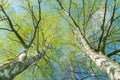 Looking up through silver birch trees with spring growth Royalty Free Stock Photo