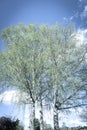 Looking up through silver birch trees with spring growth Royalty Free Stock Photo