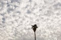 Low level Stratocumulus clouds over Phoenix Royalty Free Stock Photo