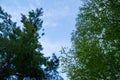 Looking up at the sky and lush foliage of deciduous and coniferous trees in the boreal biome of the Northwoods forestry Royalty Free Stock Photo