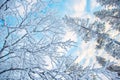 Looking up at snowy branches and treesin winter Royalty Free Stock Photo