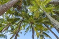 Looking up at some coconuts at white beach, Boracay Island. Tropical vibe Royalty Free Stock Photo