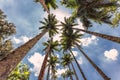 Looking up at some tall palm trees Royalty Free Stock Photo
