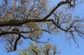 Looking Up at a Sprawling Tree with Sturdy Branches Royalty Free Stock Photo