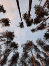 Looking Up In Spring Pine Forest Tree To Canopy. Bottom View Wide Angle Background