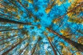Looking Up In Spring Pine Forest Tree To The Canopy. Under Blue Sky. Bottom View Wide Angle