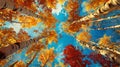 Vibrant autumn colors captured looking upward through forest canopy. tranquil nature scene for relaxation and Royalty Free Stock Photo