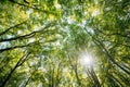 Summer Deciduous Forest Trees Woods Canopy. Bottom View Wide Angle Background. Sun Shining Through Greenery Foliage In Royalty Free Stock Photo