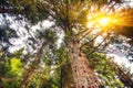 Looking Up In Summer Mixed Forest Trees Woods To Canopy Royalty Free Stock Photo