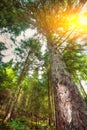 Looking Up In Summer Mixed Forest Trees Woods To Canopy Royalty Free Stock Photo