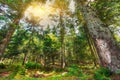 Looking Up In Summer Mixed Forest Trees Woods To Canopy Royalty Free Stock Photo