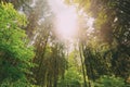 Summer Mixed Forest Trees Woods To Canopy. Bottom View Wide Angle Royalty Free Stock Photo