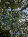 Looking up at the sun through the trees,Sunlight through the trees Royalty Free Stock Photo