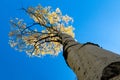 Looking up at a tall aspen tree with golden fall leaves against a blue sky background in the Colorado mountains Royalty Free Stock Photo