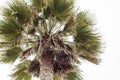 Looking up a tall beautiful palm tree Royalty Free Stock Photo