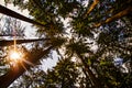 Looking up into tall pine trees with sun Royalty Free Stock Photo