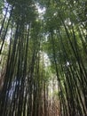 Looking up at tall tree canopy Royalty Free Stock Photo