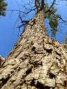 Looking up a tall tree trunk Royalty Free Stock Photo