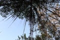 Looking up tall vines from big banyan tree roots covered photo for outdoor nature background.