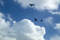 Three black crow circling the sky against clouds