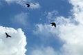 Three black crow circling the sky