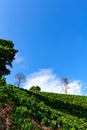 Looking up to a coffee mountain