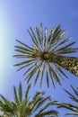 Looking up to a colorful palm dates tree and fruits reaching up tall into deep blue sky in Sicily Royalty Free Stock Photo