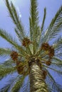 Looking up to a colorful palm dates tree and red fruits reaching up tall into deep blue sky in Sicily Royalty Free Stock Photo