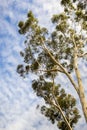 Looking up to the crown of a tall Eucalyptus tree; eucalyptus trees were introduced to California and are considered invasive