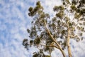 Looking up to the crown of a tall Eucalyptus tree; eucalyptus trees were introduced to California and are considered invasive