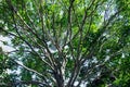 Moreton Bay Fig tree Royalty Free Stock Photo