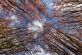 Looking up to Japanese cherry trees Prunus serrulata in full blossom during spring time in Maastricht Royalty Free Stock Photo