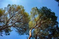 Looking up to large pine tree crowns Royalty Free Stock Photo