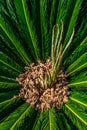 Looking Up To Palm Tree. Green texture background Royalty Free Stock Photo