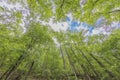 Looking up to the sky in Amicalola Falls State Park