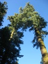 Looking Up to Sky at Giant Sequoia Trees Royalty Free Stock Photo