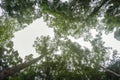 Looking up to the sky through tropical rain forest canopy Royalty Free Stock Photo