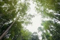 Looking up to the sky through tropical rain forest canopy Royalty Free Stock Photo