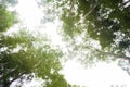 Looking up to the sky through tropical rain forest canopy Royalty Free Stock Photo