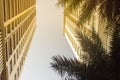 Looking up to skyscraper towers into the sky with palm trees on foreground. Sunny sky with palm tree decoration in modern apartmen Royalty Free Stock Photo