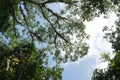 Looking up to the tree top in tropical forest Royalty Free Stock Photo